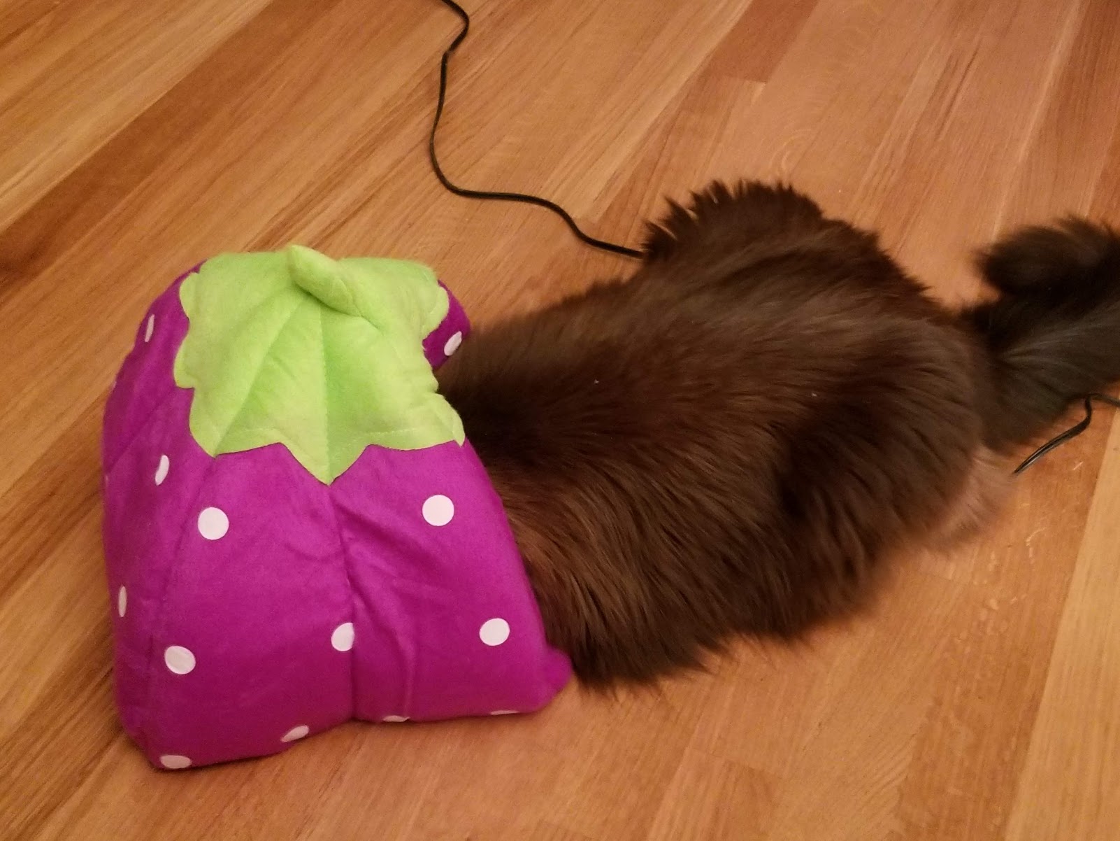 the same cat, with just his head stuck inside of a plush watermelon