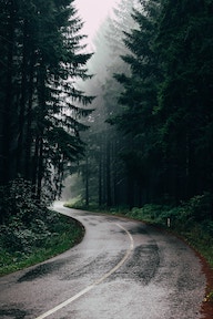 Windy road through a rainy forest