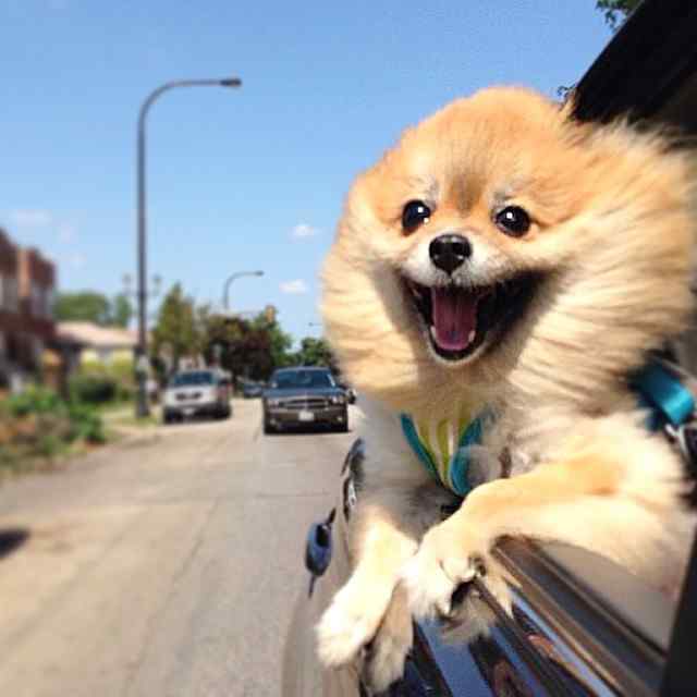 a happy dog 
