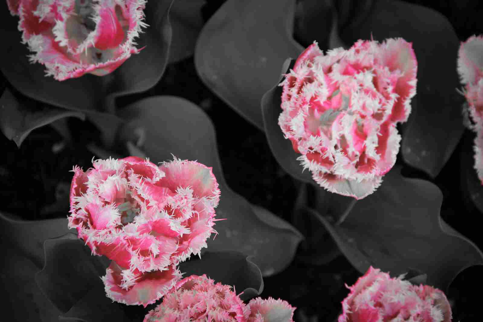 Monochromatic picture of flowers
