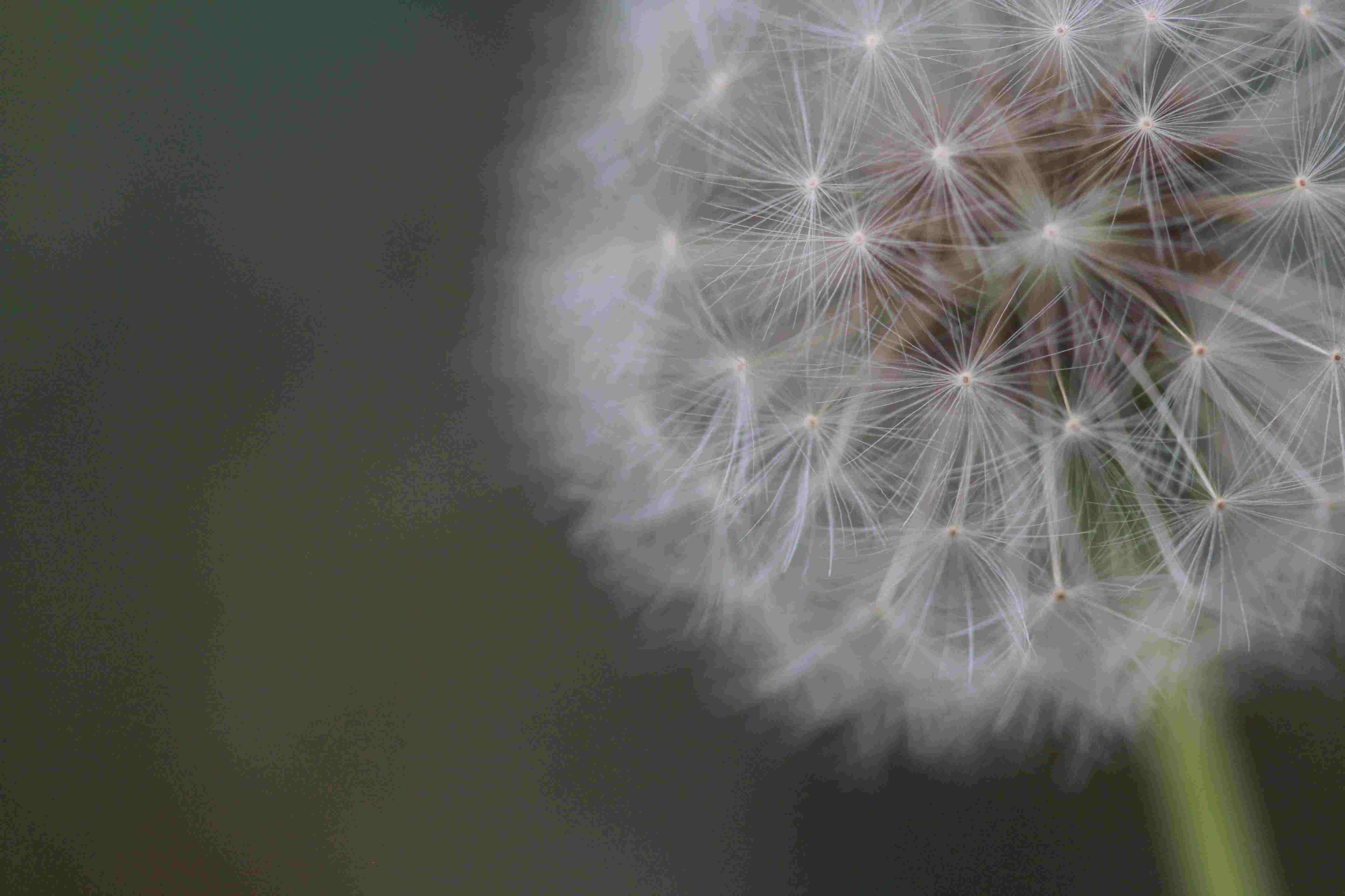 Macro shot of a dandelion