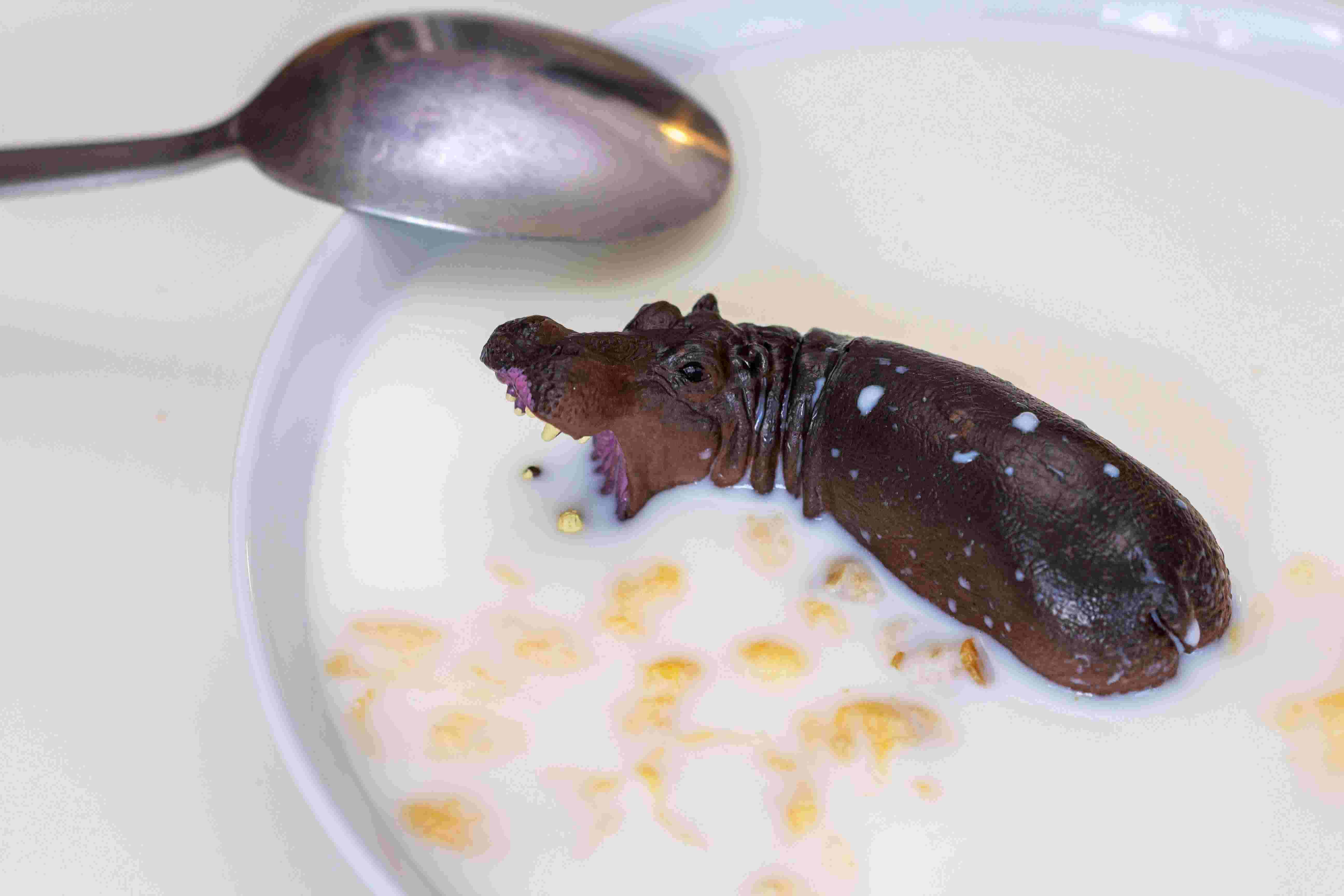 Toy hippo soaked in a bowl of cereal
            and milk