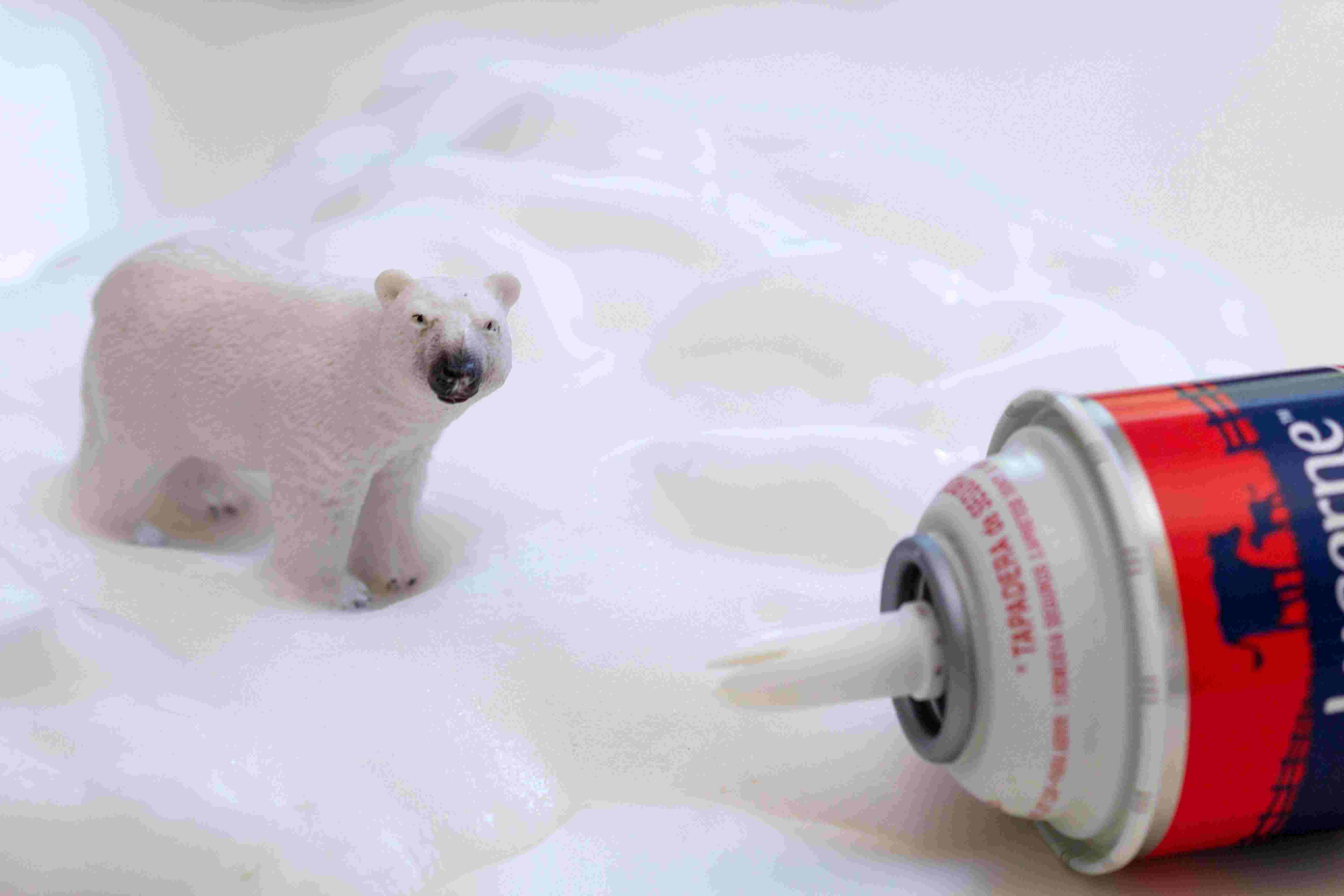 Toy polar bear standing in whipped cream