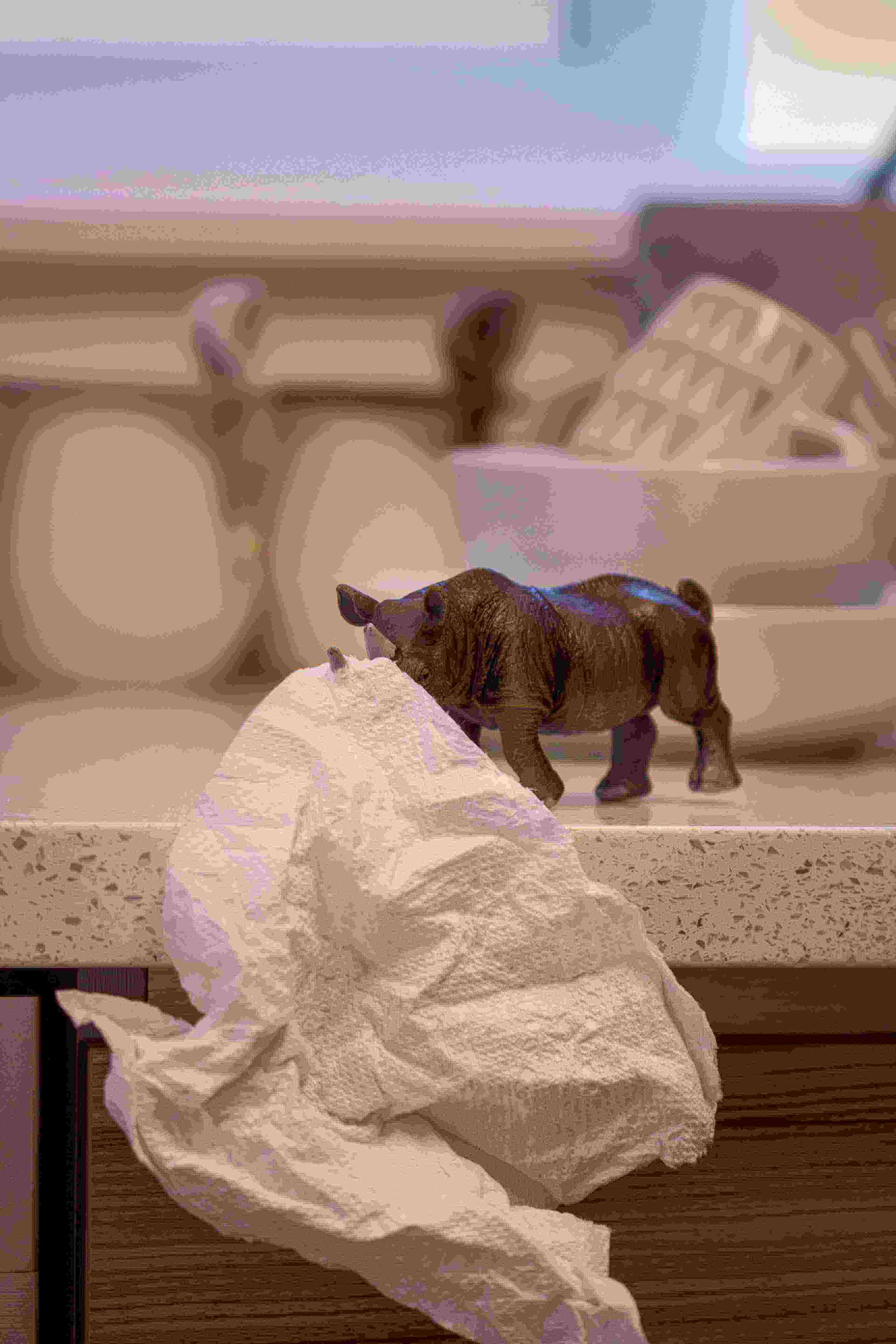 Toy rhino piercing through a paper towel