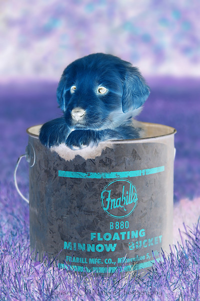 Puppy with inverted colors