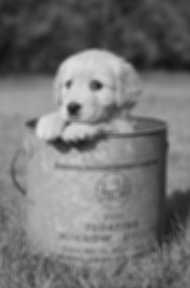 Puppy image blurred with a patch size of 10