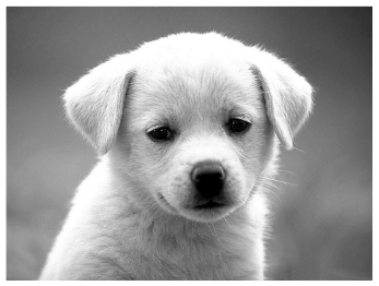 Greyscale image of a dog