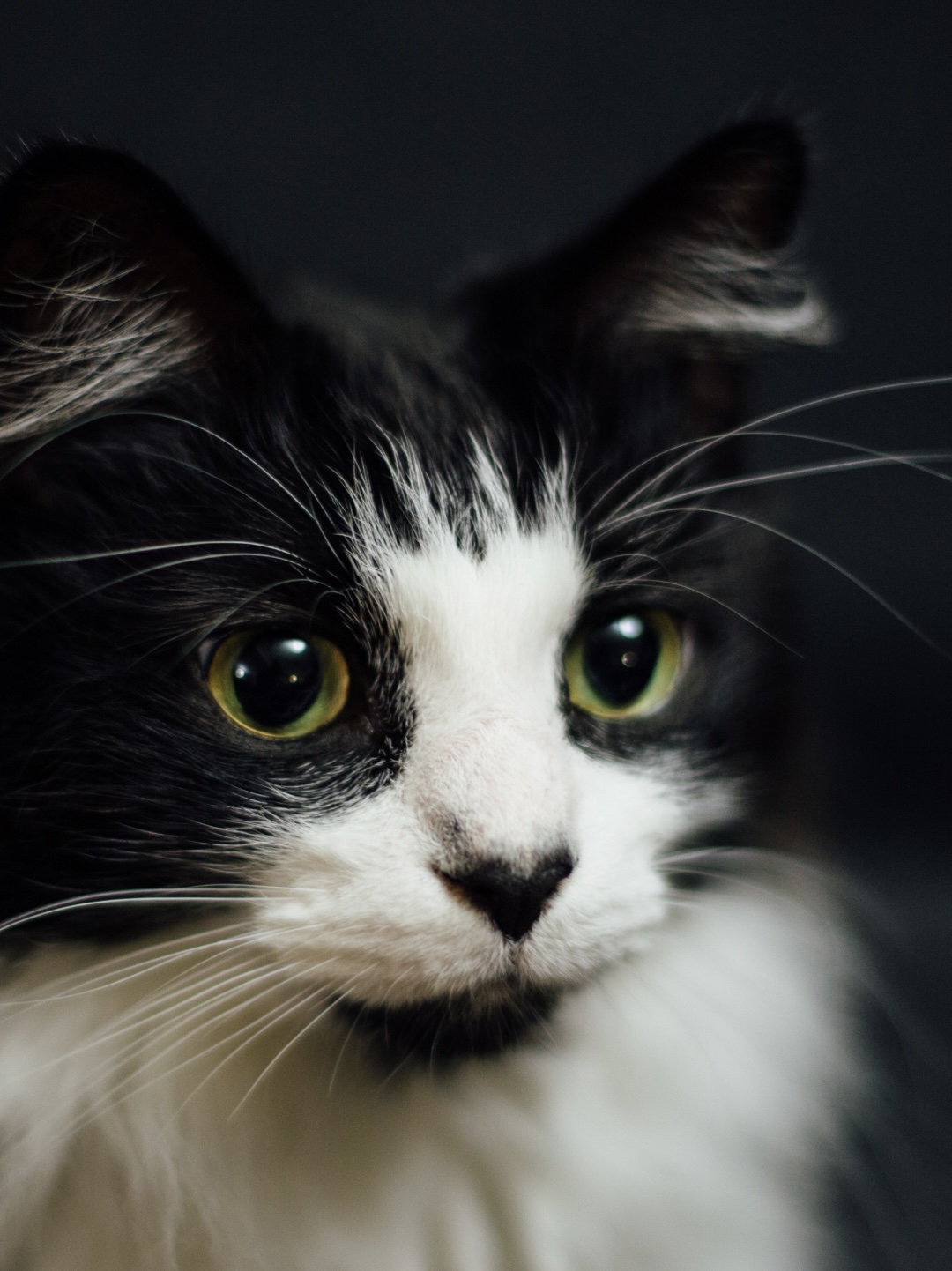 Photo of Jaechan Lee