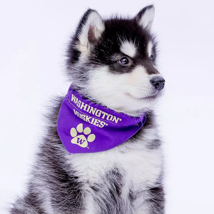 A default profile picture, featuring a cute baby malamute (the mascot of UW!)