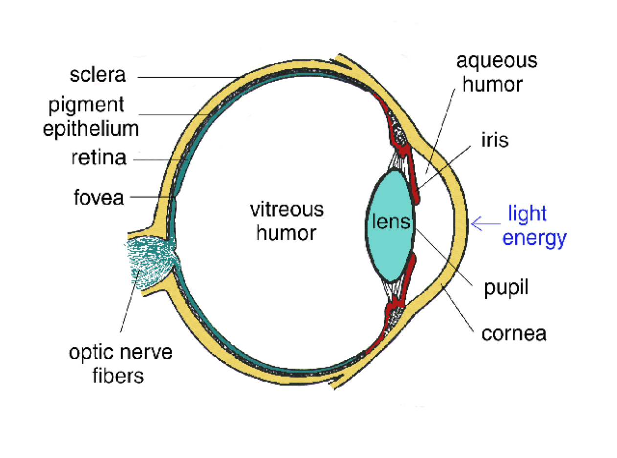 :img Diagram of eye, 120%