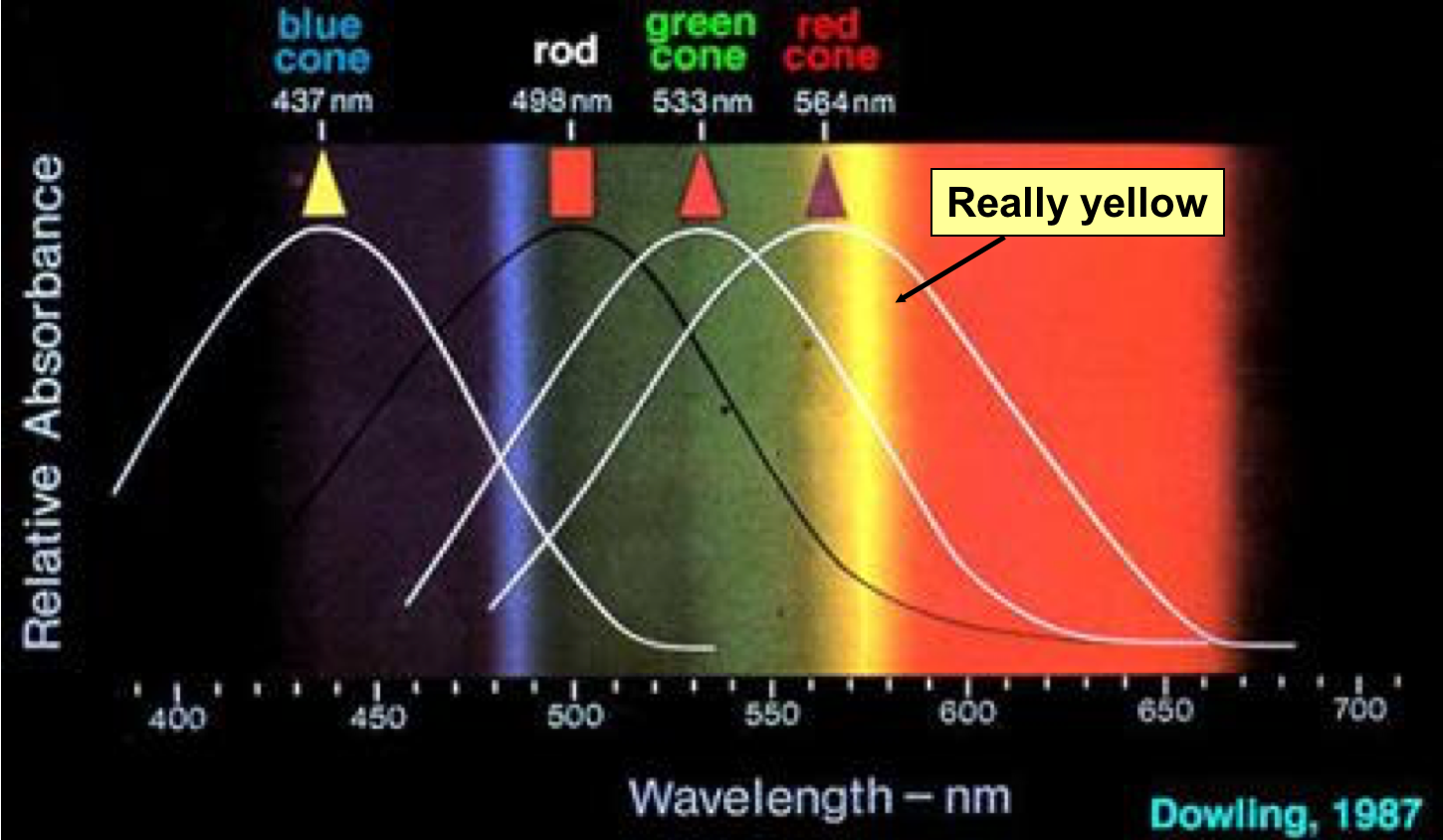 :img Color spectrum UV to IR (purple to red), 50%