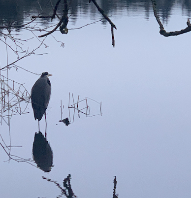 A hunkered down very cold heron standing in the water