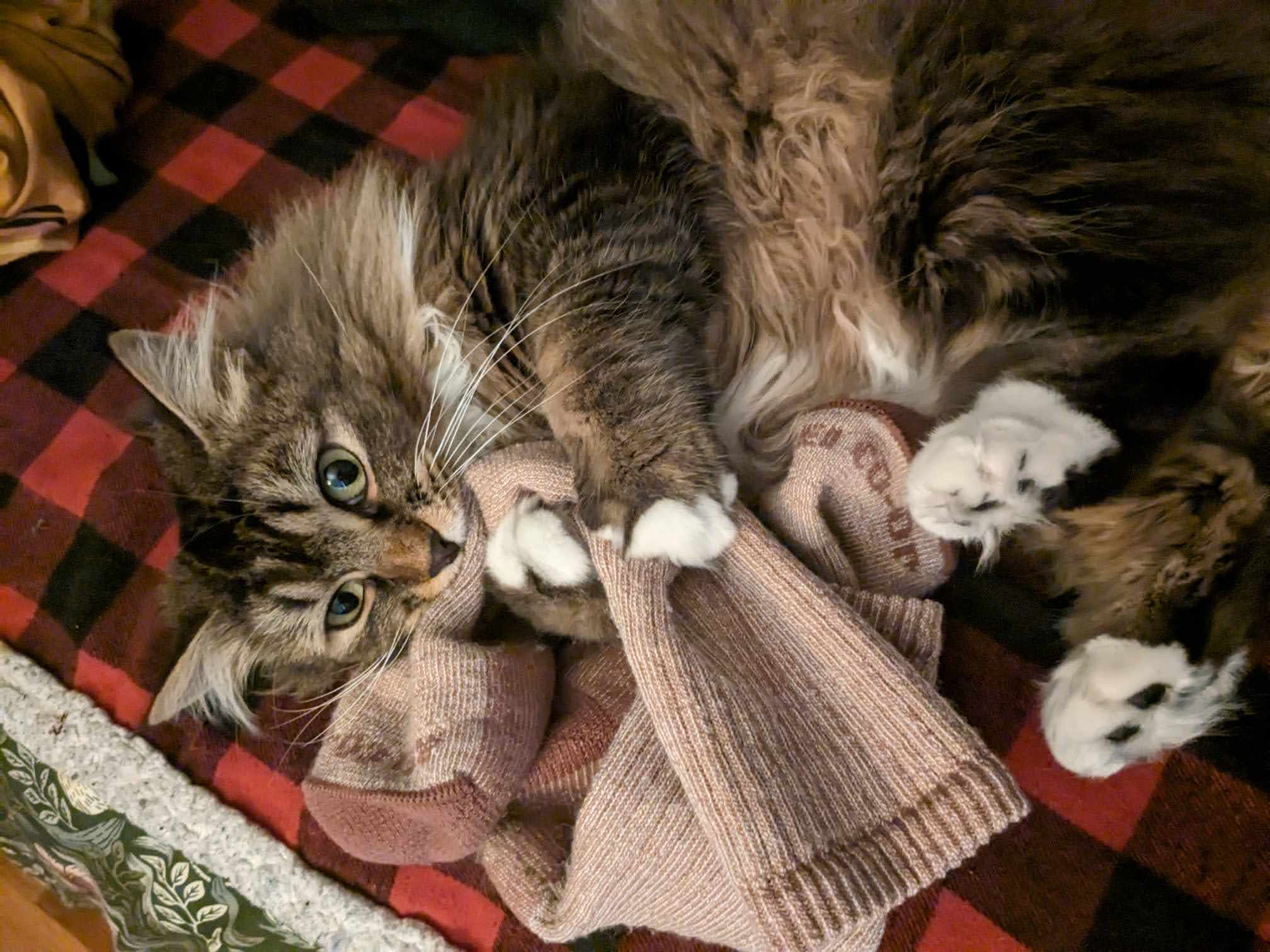 Danni the cat playing with socks