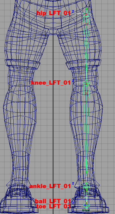 leg joints front