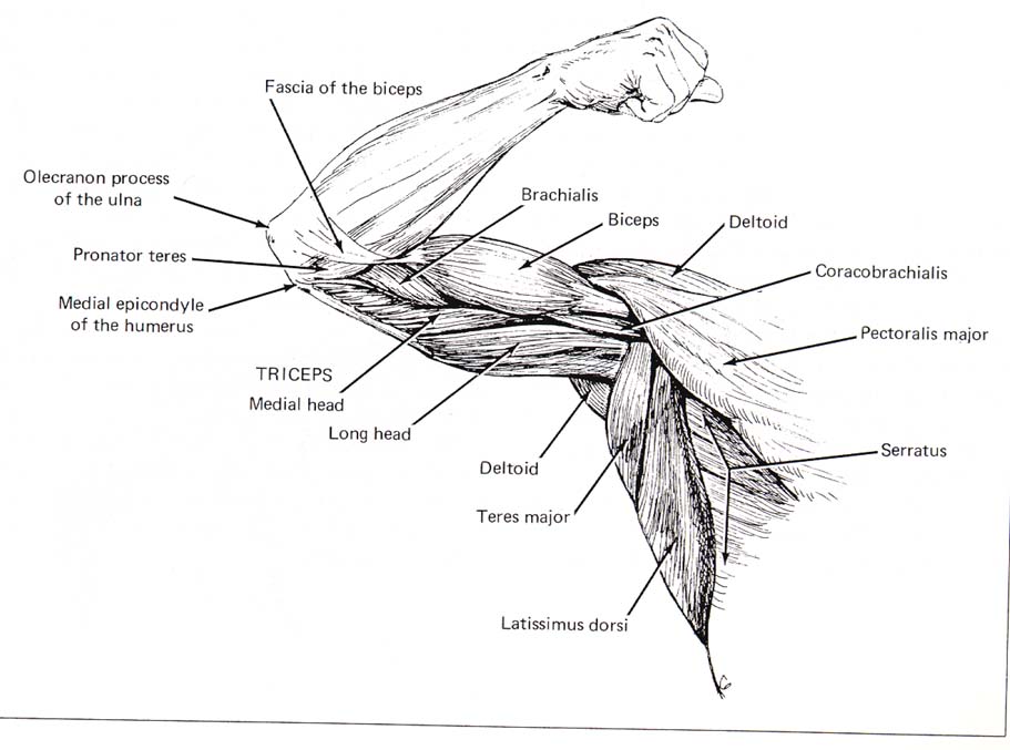 Анатомия мышц рук человека. Мышцы руки анатомия. Рука анатомия строение мышц. Мышцы левой руки анатомия. Мышцы руки схема.
