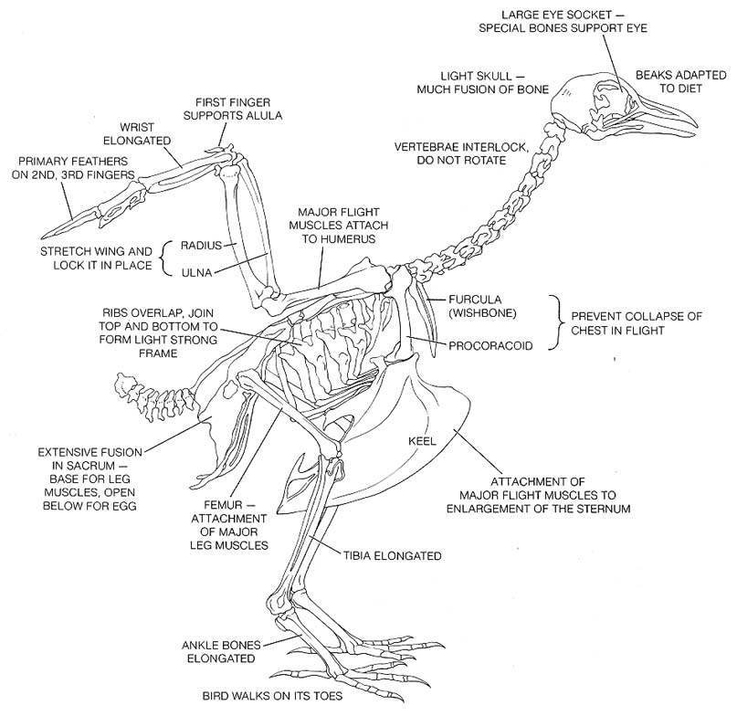 Кости утки. Анатомическое строение утки. Скелет гуся с описанием. Скелет птицы схема. Строение скелета гуся.