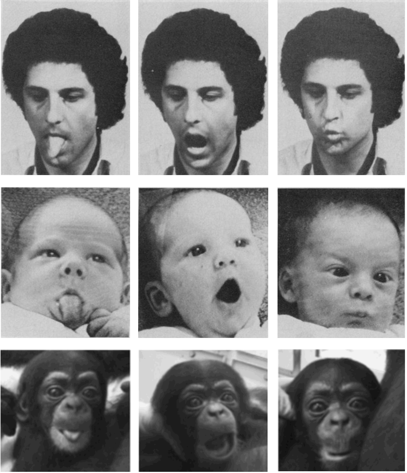 A composite of Meltzoff, Imitation of facial and manual gestures by human neonates, 1977 and Myowa‐Yamakoshi et al., Imitation in neonatal chimpanzees (Pan troglodytes), 2004
