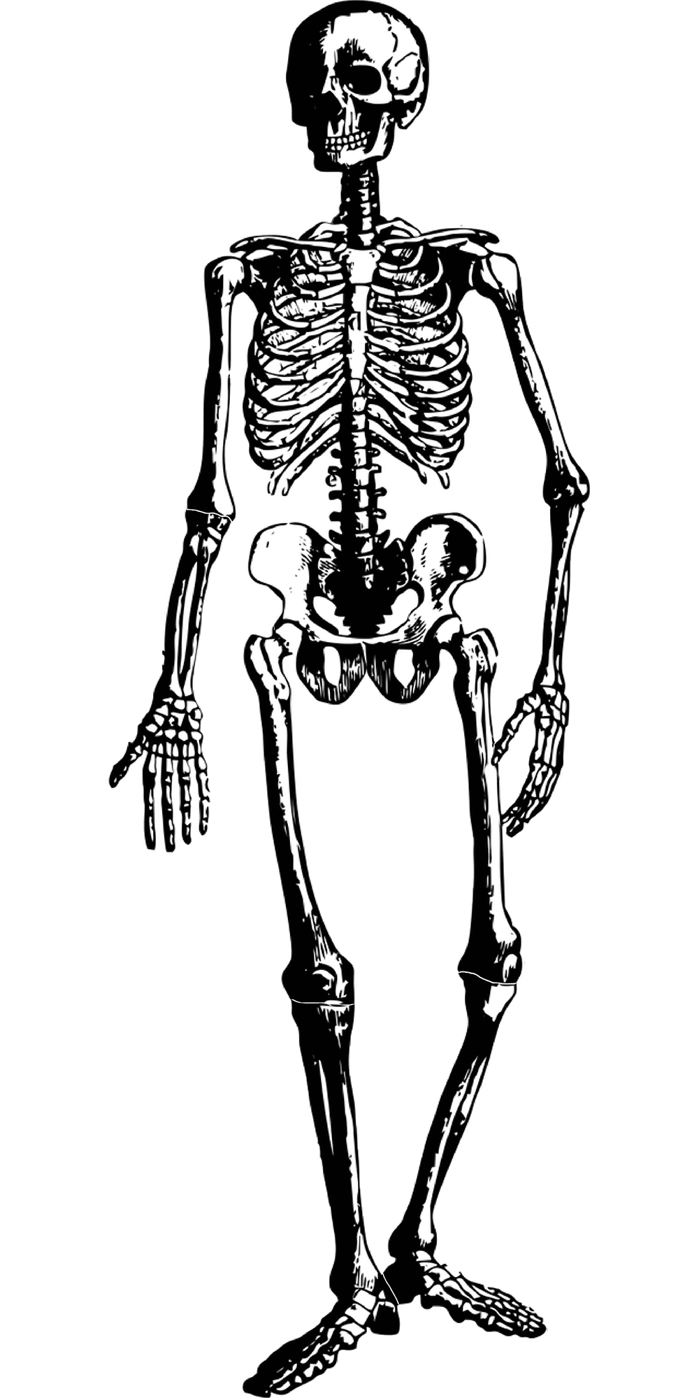 :img Skeleton, 40%,width