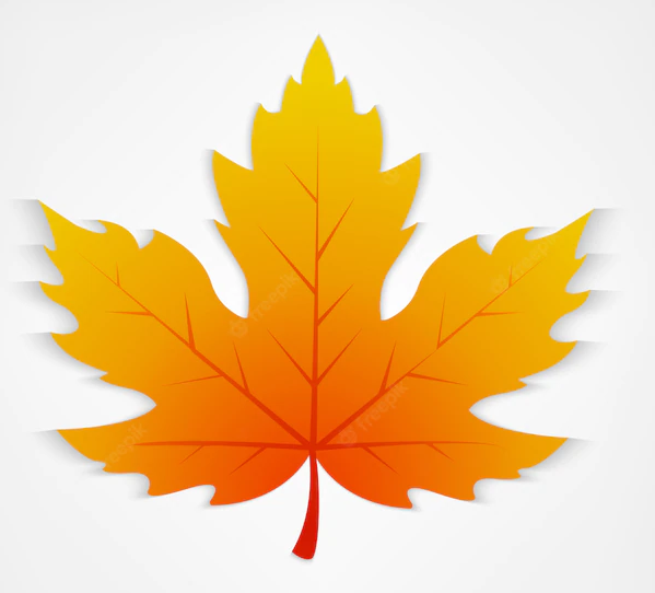 Vector graphic of maple leaf