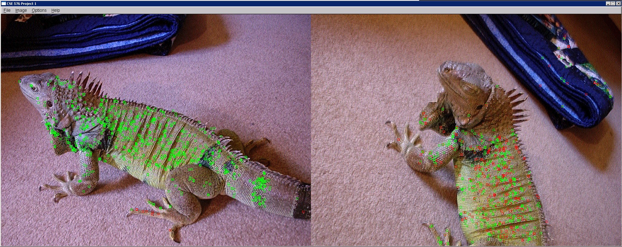 A lizard with very corner-like skin.